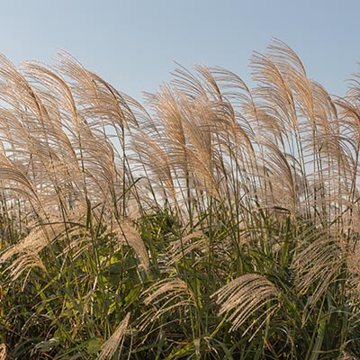 Miscanthus floridulus (Eulalie géante)